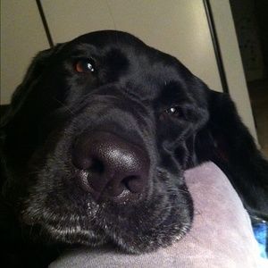 Meet your Posher, Anne