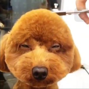 Meet your Posher, Daniela