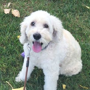 Meet your Posher, Susan