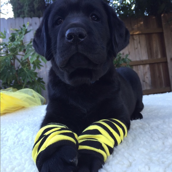 Meet your Posher, Linda