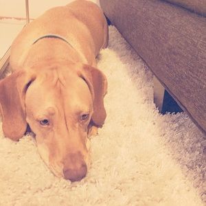 Meet your Posher, Cara