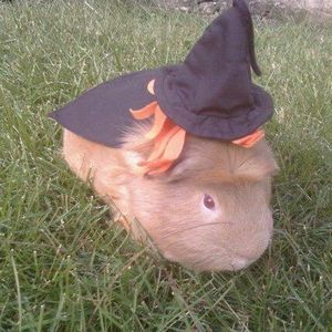 Meet your Posher, Luz