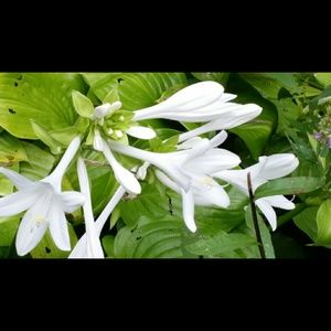 Meet your Posher, Loretta