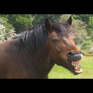 Meet your Posher, Dan