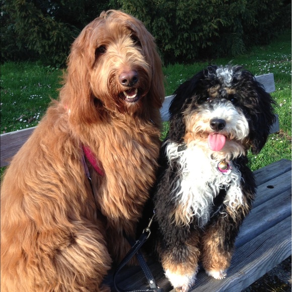 Meet your Posher, Nicole - Picture 2 of 3