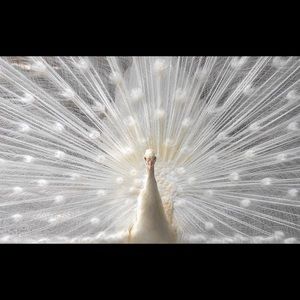 Meet your Posher, Daun