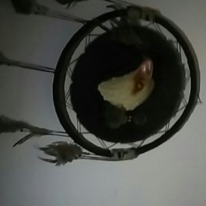 Meet your Posher, Donna