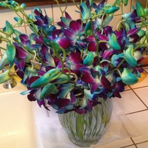 Meet your Posher, Rose