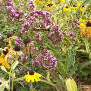 Meet your Posher, Deb