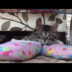 Meet your Posher, Wendy