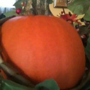 Meet your Posher, Catherine