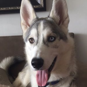 Meet your Posher, Darcy