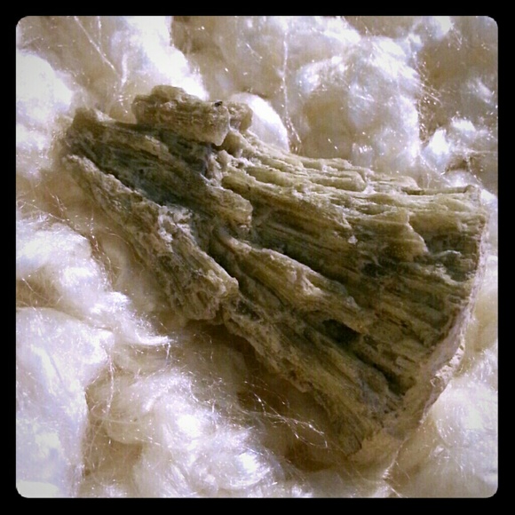 Solid Agatized Coral from Honeymoon Island Fl