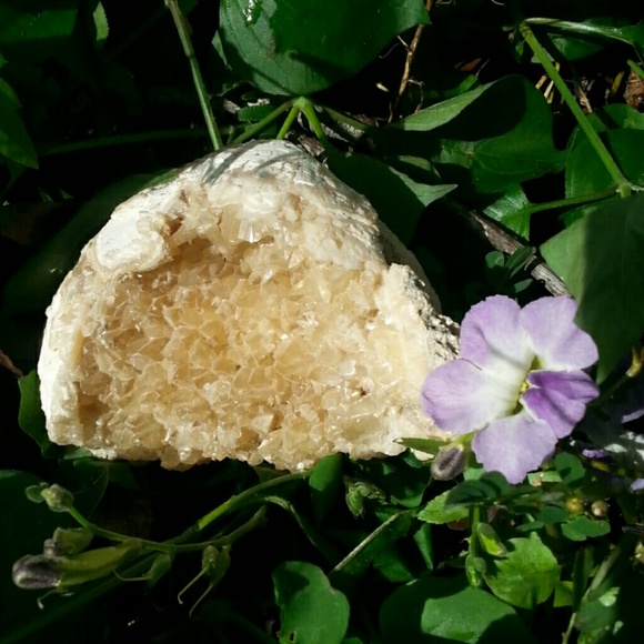 Goregous Calcite Clam Shell Fossil Okeechobee Fl