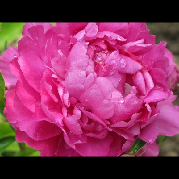 Meet your Posher, Joanne