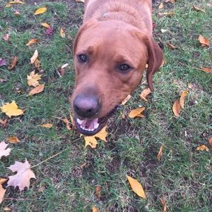 Meet your Posher, Laurie