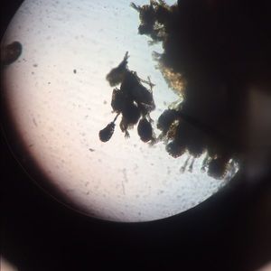 Meet your Posher, Gi