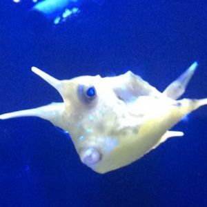 Meet your Posher, Cassie