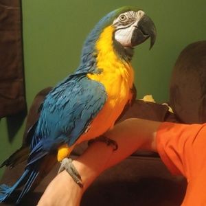 Meet your Posher, Cora