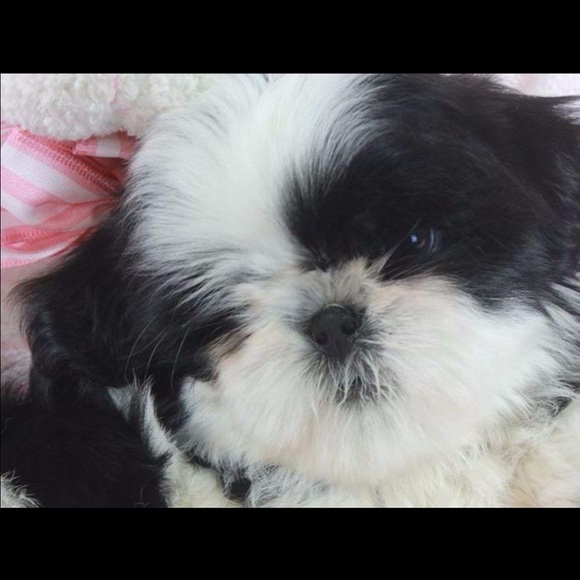 Meet your Posher, Jaselle - Picture 3 of 4