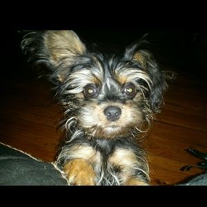 Meet your Posher, Dunia