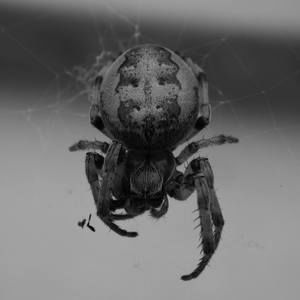 Meet your Posher, Alma