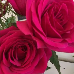 Meet your Posher, Lindsay