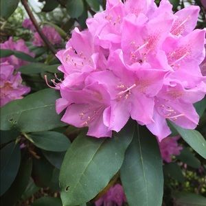 Meet your Posher, Natalie