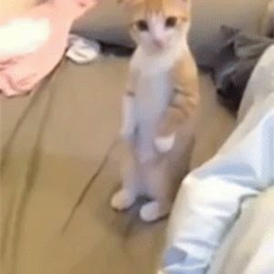 Meet your Posher, Ali