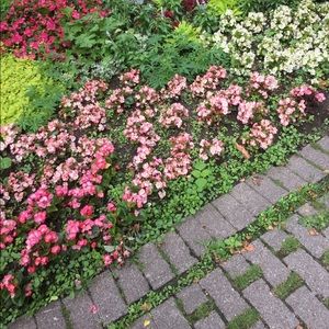 Meet your Posher, Naomi