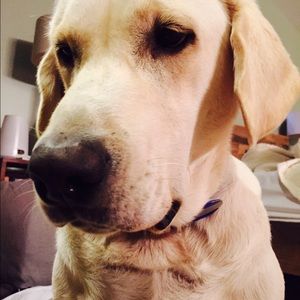 Meet your Posher, Morgan