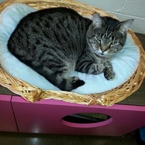 Meet your Posher, Lilly