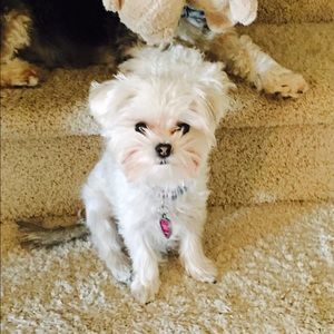 Meet your Posher, Brooke