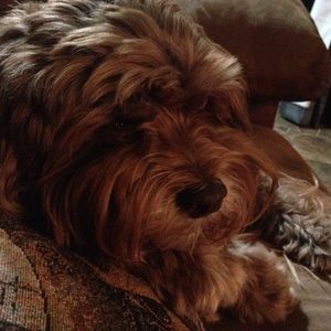 Meet your Posher, Sherry