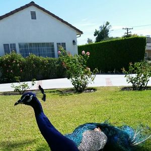 Meet your Posher, Alejandro