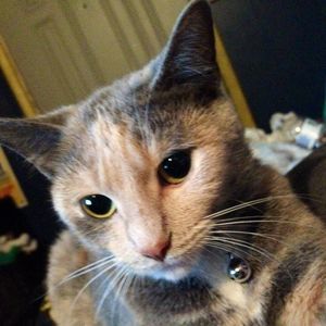 Meet your Posher, Brook