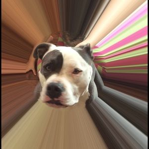 Meet your Posher, Jill