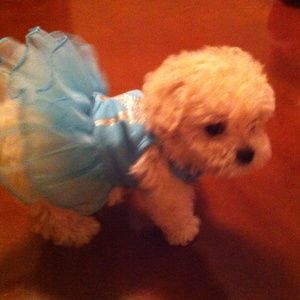 Meet your Posher, Bel