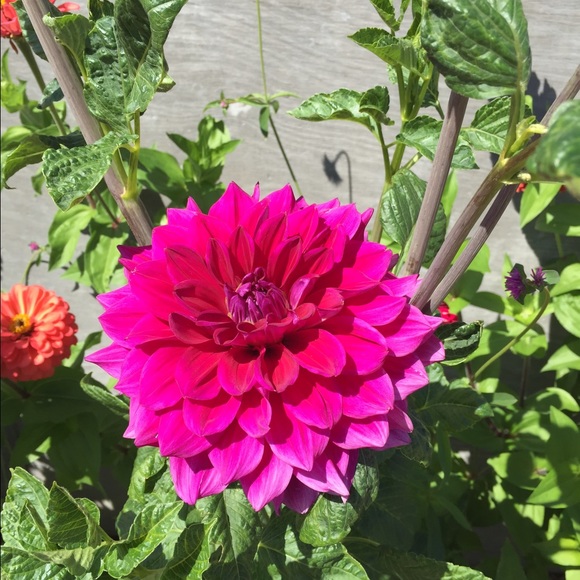 Meet your Posher, Jessica - Picture 1 of 1