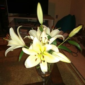 Meet your Posher, Charlotte