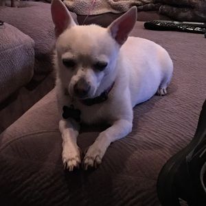 Meet your Posher, Skye