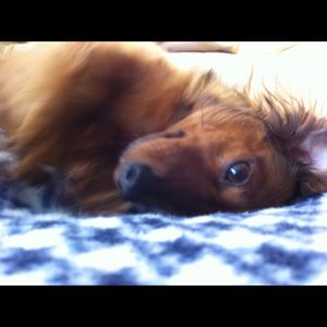 Meet your Posher, Delaney