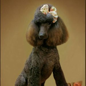 Meet your Posher, Sheryl