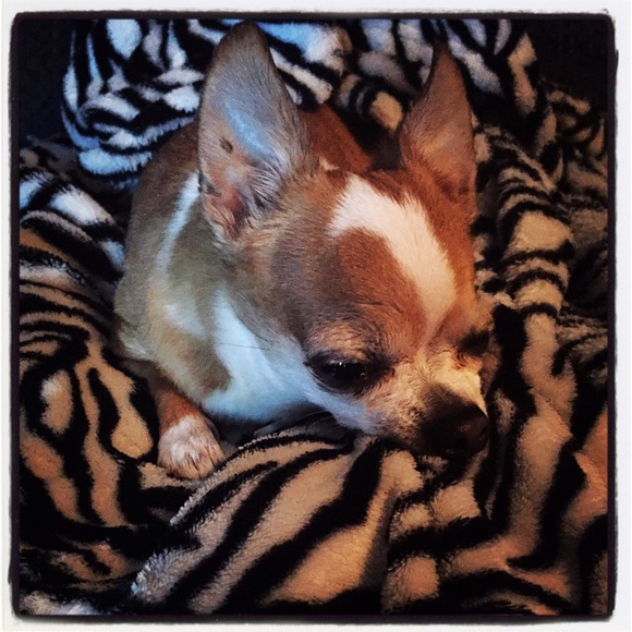 Meet your Posher, Patti - Picture 1 of 1