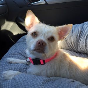 Meet your Posher, Holly