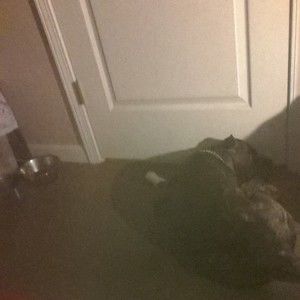 Meet your Posher, Lori