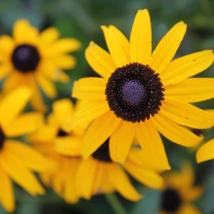 Meet your Posher, Ava