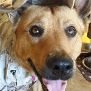 Meet your Posher, Sandy