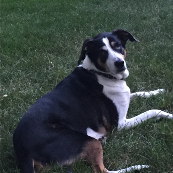 Meet your Posher, Donna - Picture 1 of 1