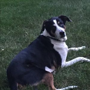 Meet your Posher, Donna